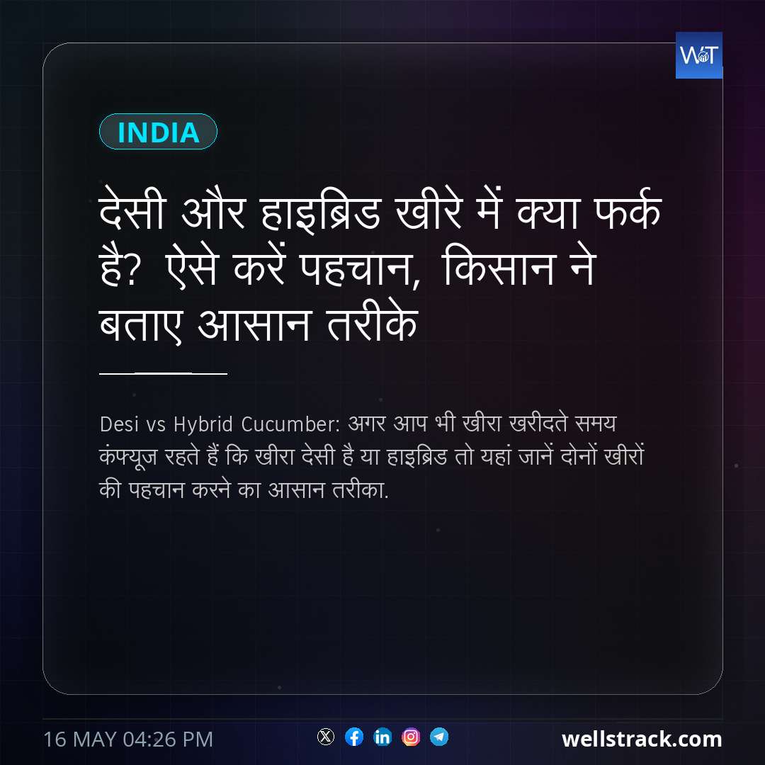 देसी और हाइब्रिड खीरे में क्या फर्क है? ऐसे करें पहचान, किसान ने बताए आसान तरीके — WellsTrack