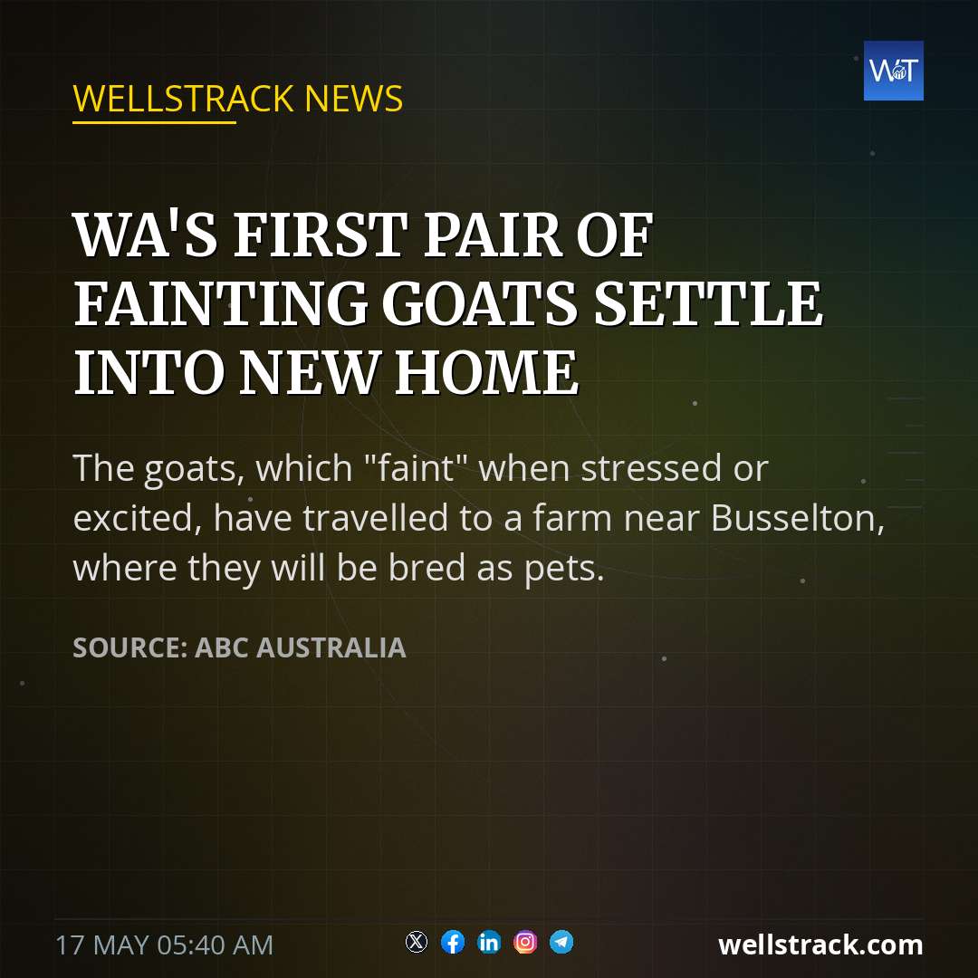 WA's first pair of fainting goats settle into new home — WellsTrack