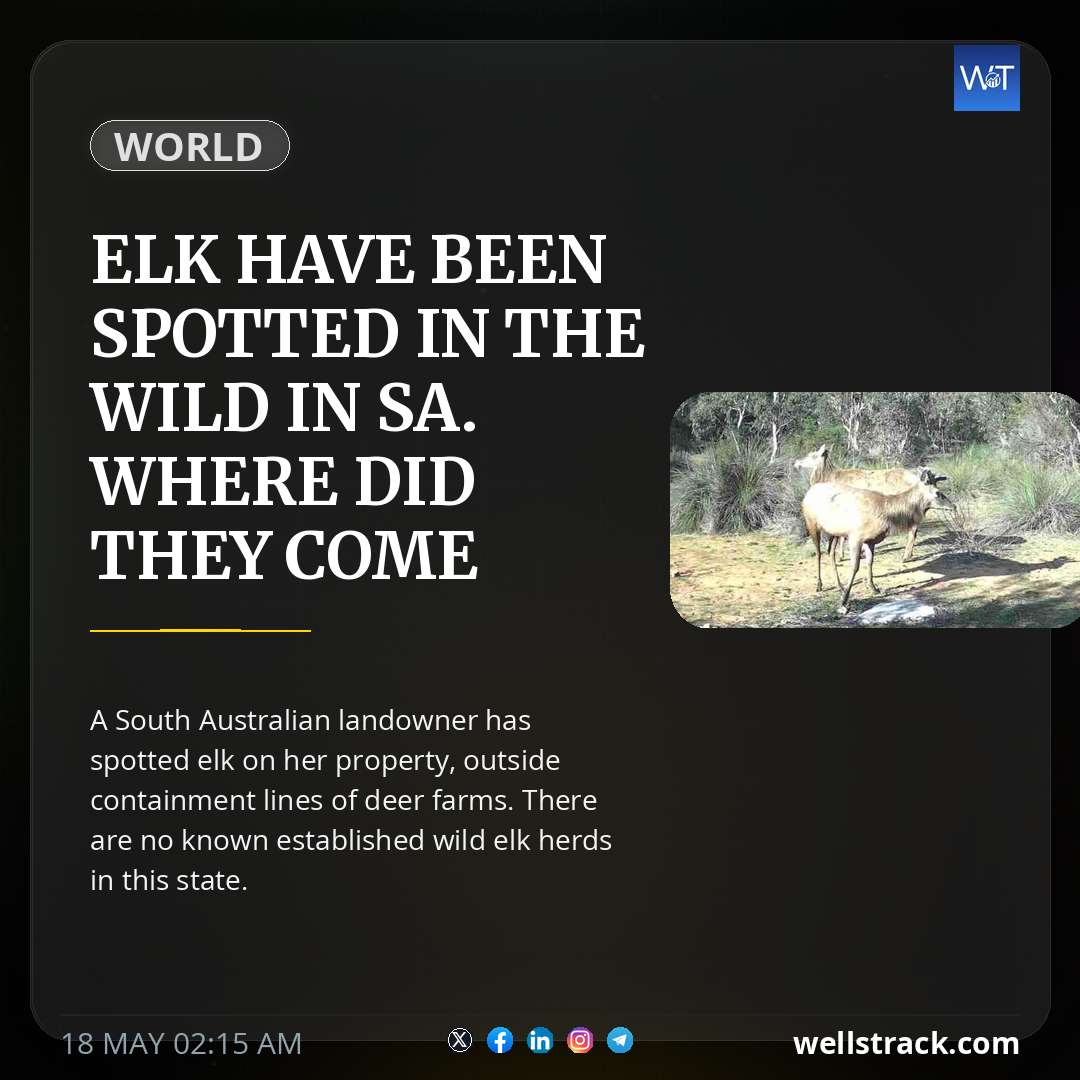 Elk have been spotted in the wild in SA. Where did they come from? — WellsTrack