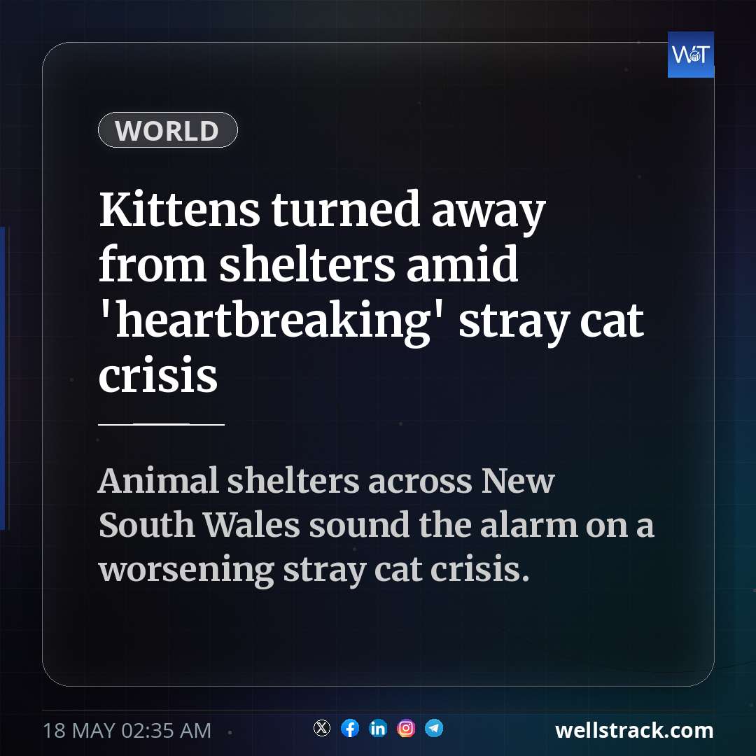 Kittens turned away from shelters amid 'heartbreaking' stray cat crisis — WellsTrack