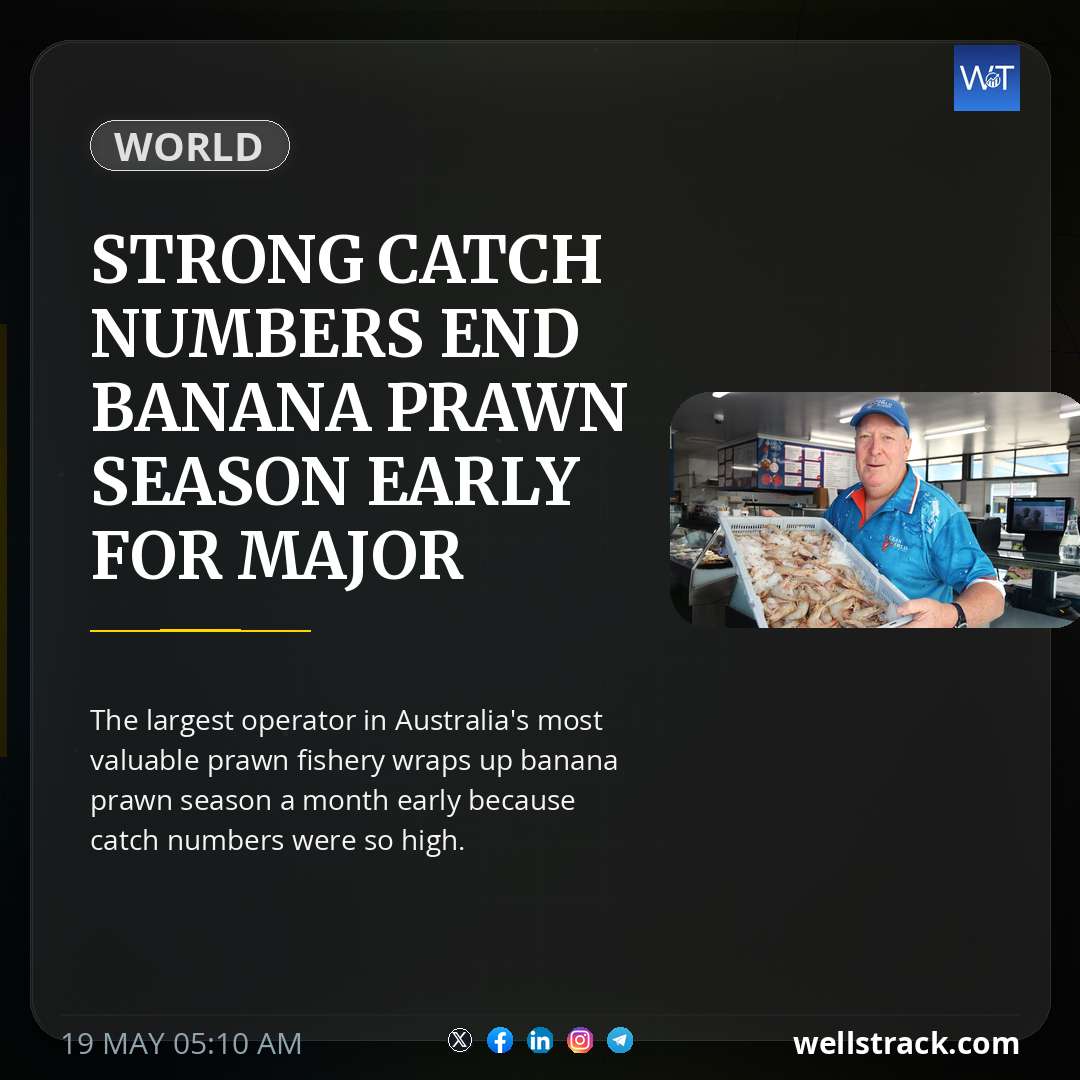 Strong catch numbers end banana prawn season early for major operator — WellsTrack