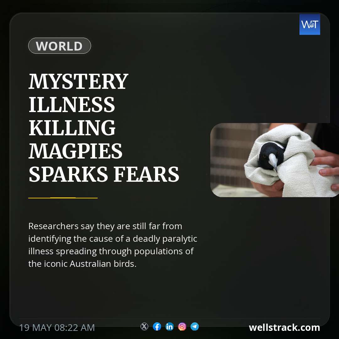 Mystery illness killing magpies sparks fears of population decline — WellsTrack