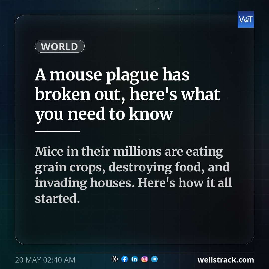 A mouse plague has broken out, here's what you need to know — WellsTrack