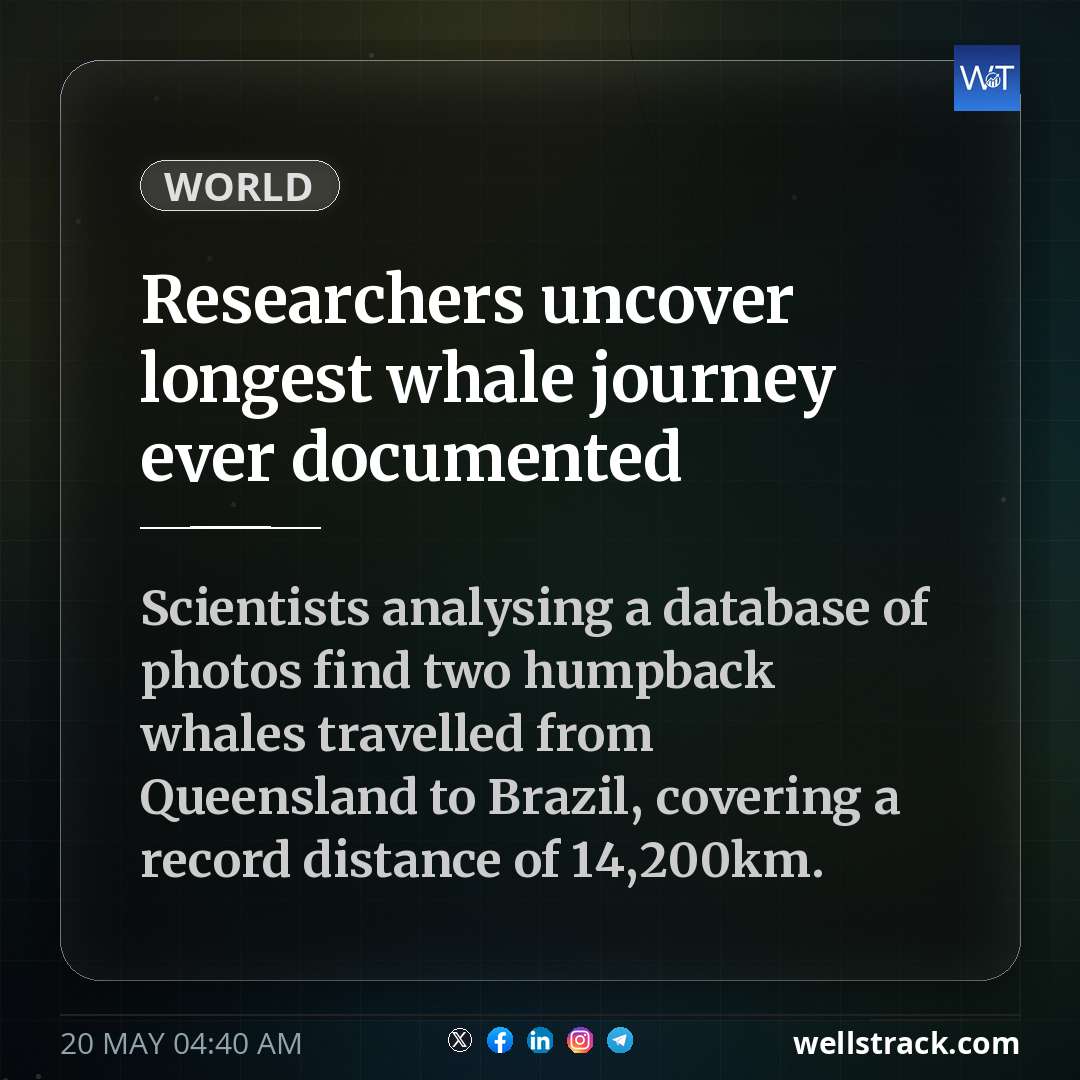 Researchers uncover longest whale journey ever documented — WellsTrack