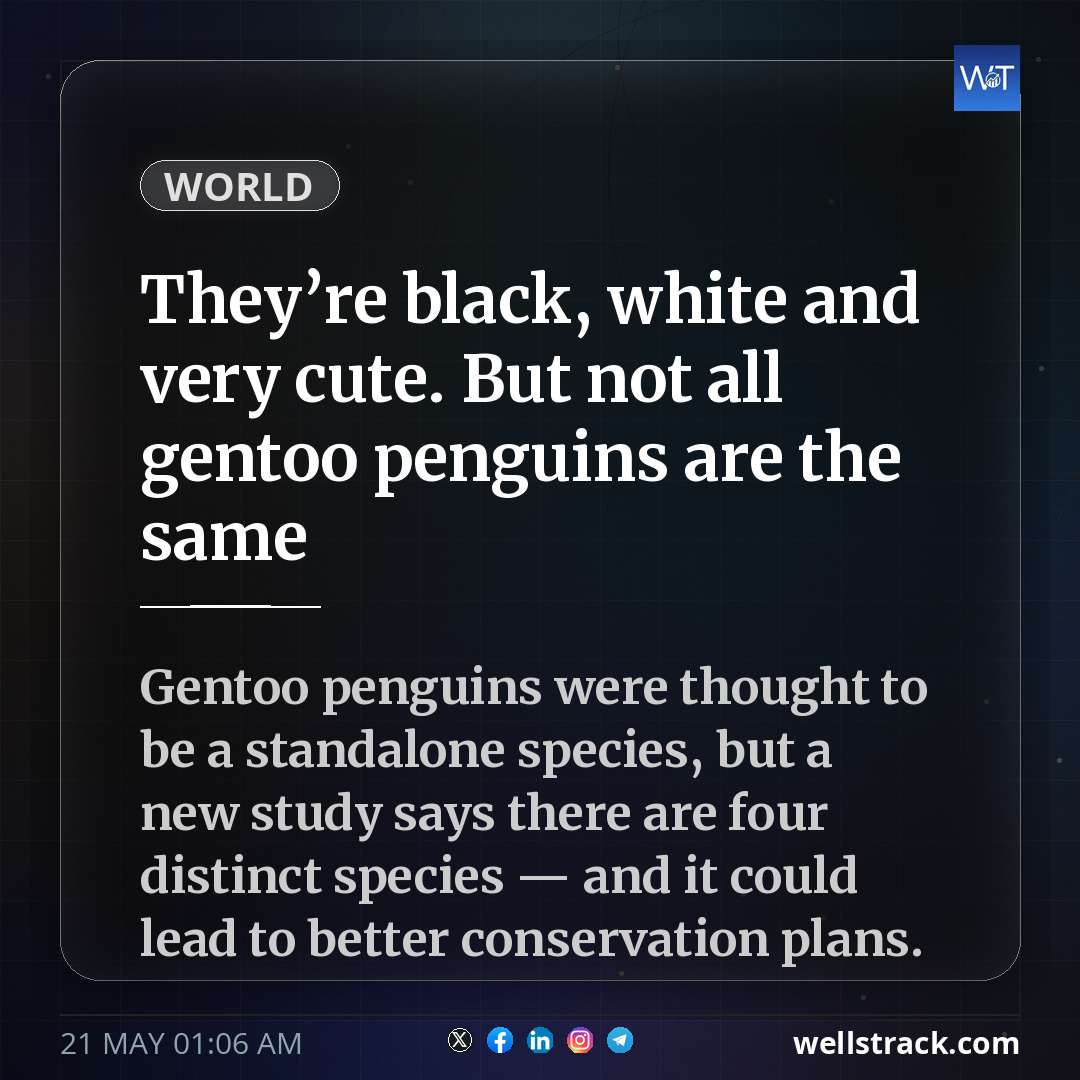 They’re black, white and very cute. But not all gentoo penguins are the same — WellsTrack