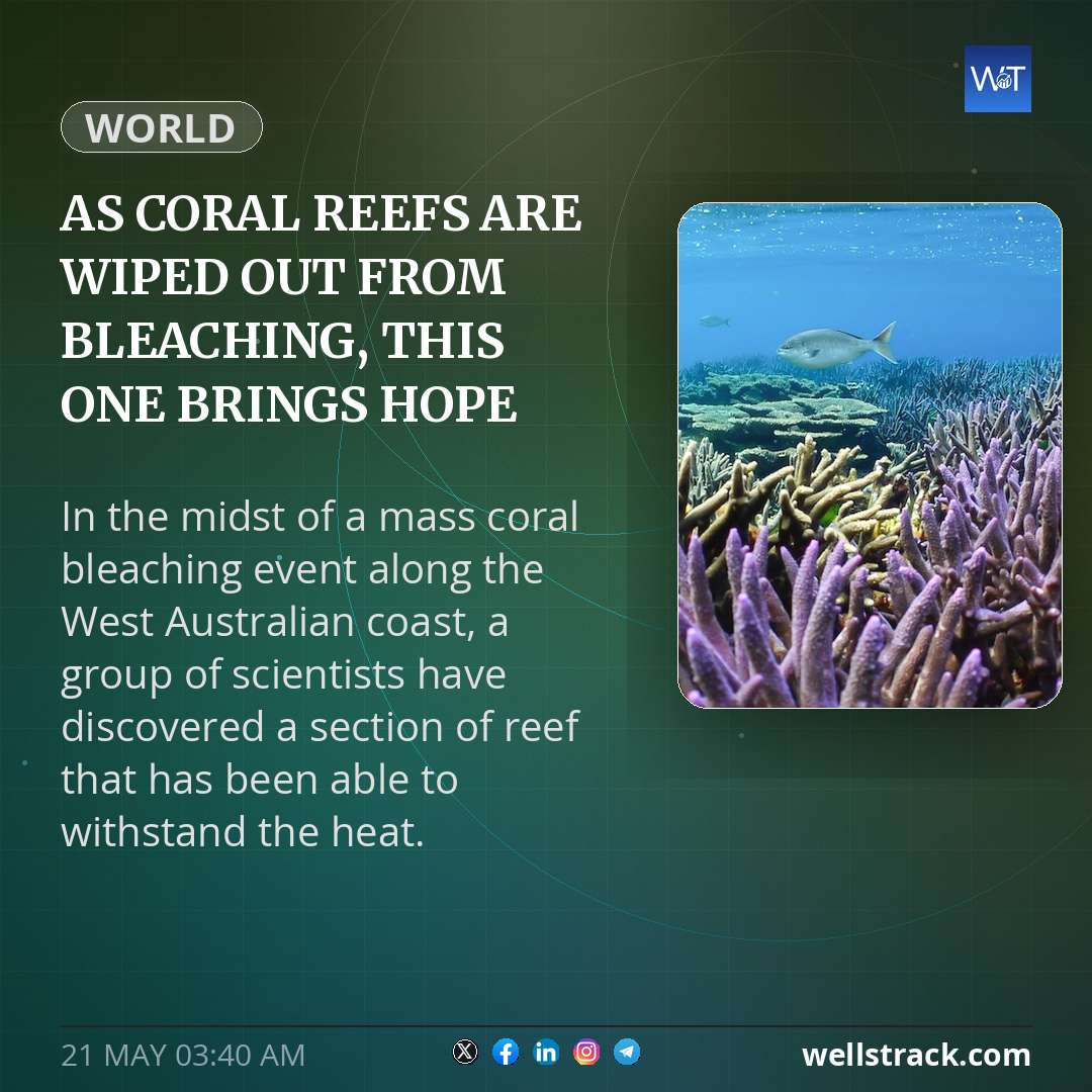 As coral reefs are wiped out from bleaching, this one brings hope — WellsTrack