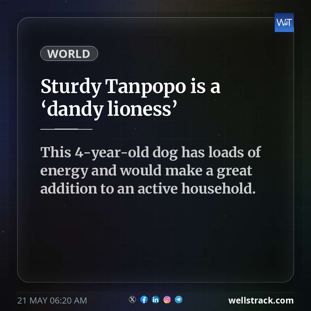 Sturdy Tanpopo is a ‘dandy lioness’ — WellsTrack