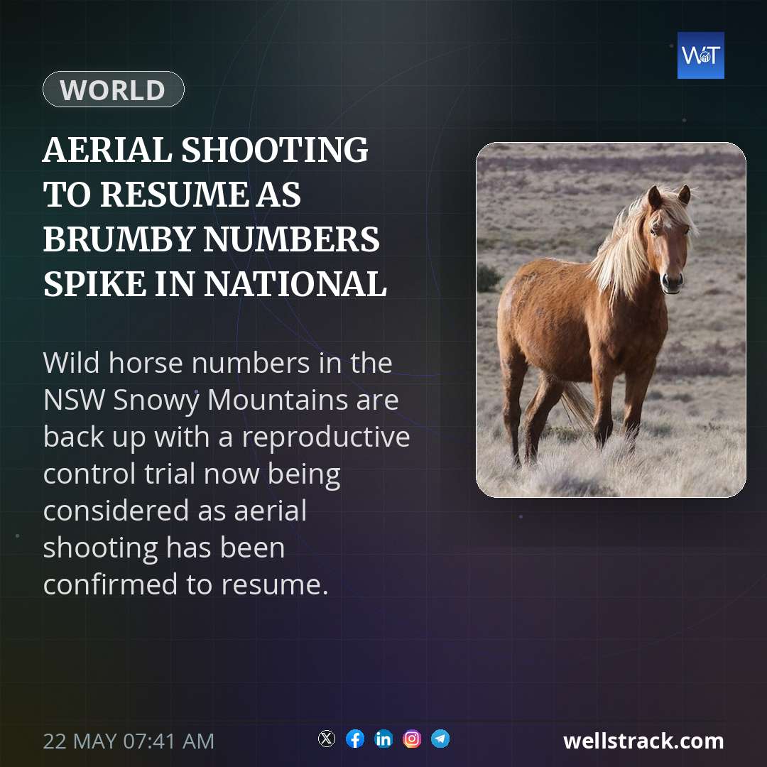 Aerial shooting to resume as brumby numbers spike in national park — WellsTrack