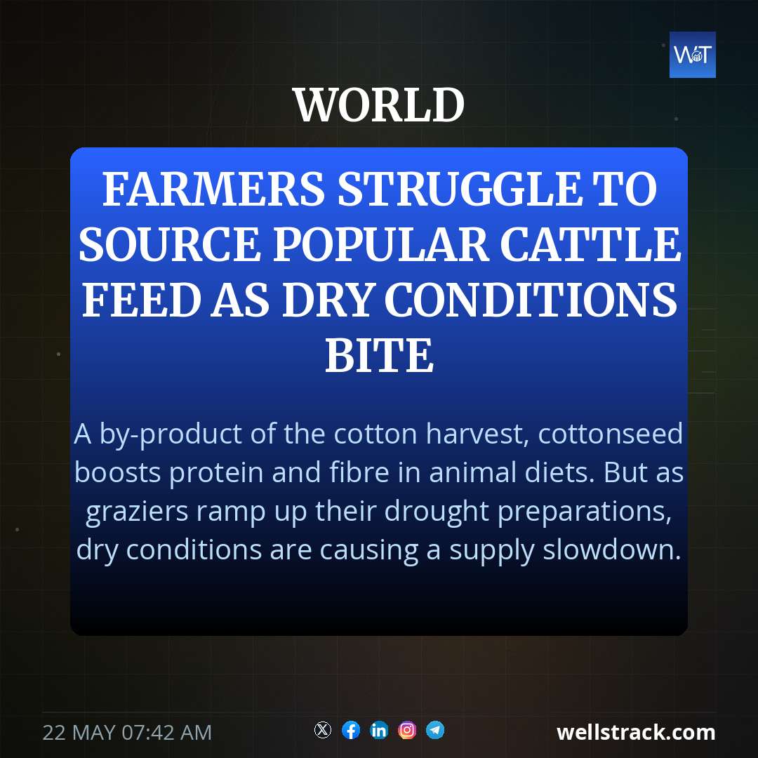 Farmers struggle to source popular cattle feed as dry conditions bite — WellsTrack