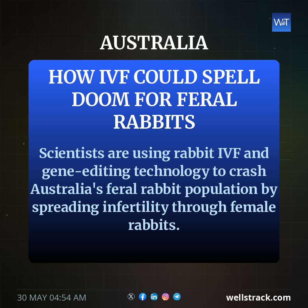How IVF could spell doom for feral rabbits — WellsTrack