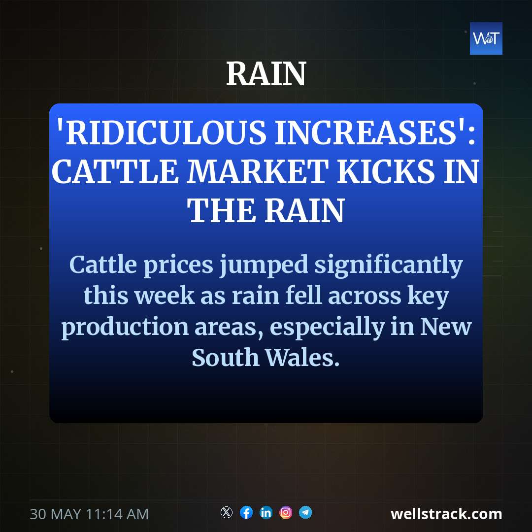 'Ridiculous increases': Cattle market kicks in the rain — WellsTrack
