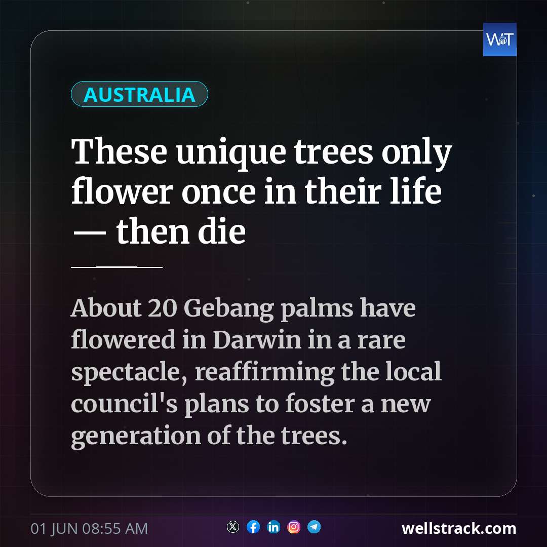 These unique trees only flower once in their life — then die — WellsTrack