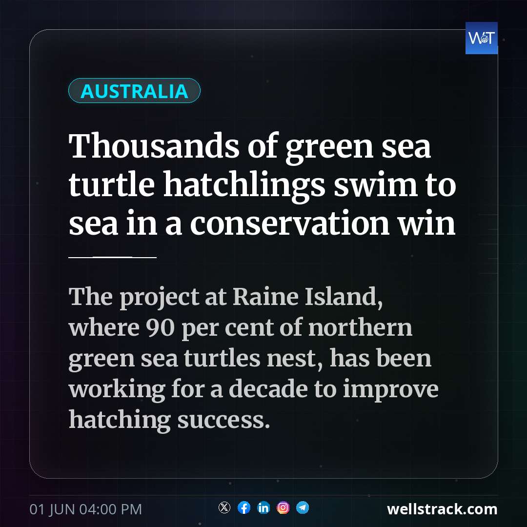 Thousands of green sea turtle hatchlings swim to sea in a conservation win — WellsTrack