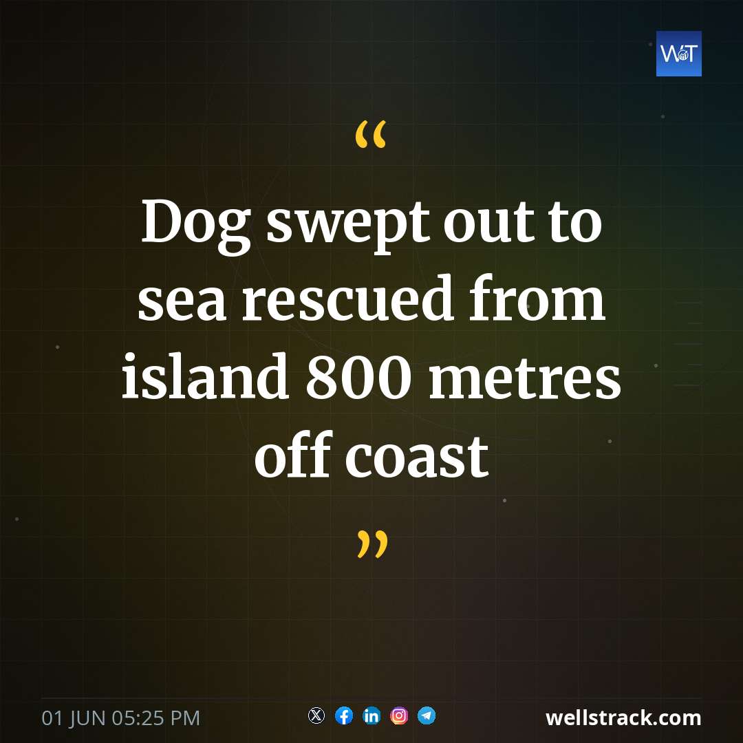 Dog swept out to sea rescued from island 800 metres off coast — WellsTrack