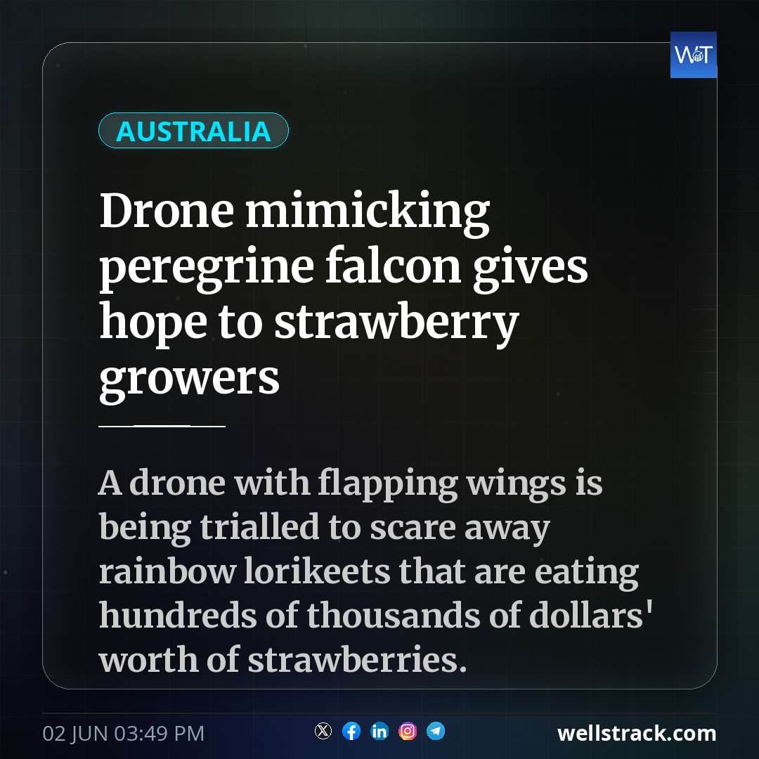 Drone mimicking peregrine falcon gives hope to strawberry growers — WellsTrack