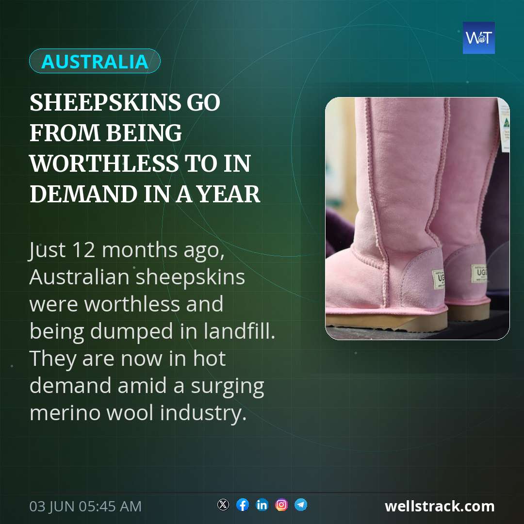 Sheepskins go from being worthless to in demand in a year