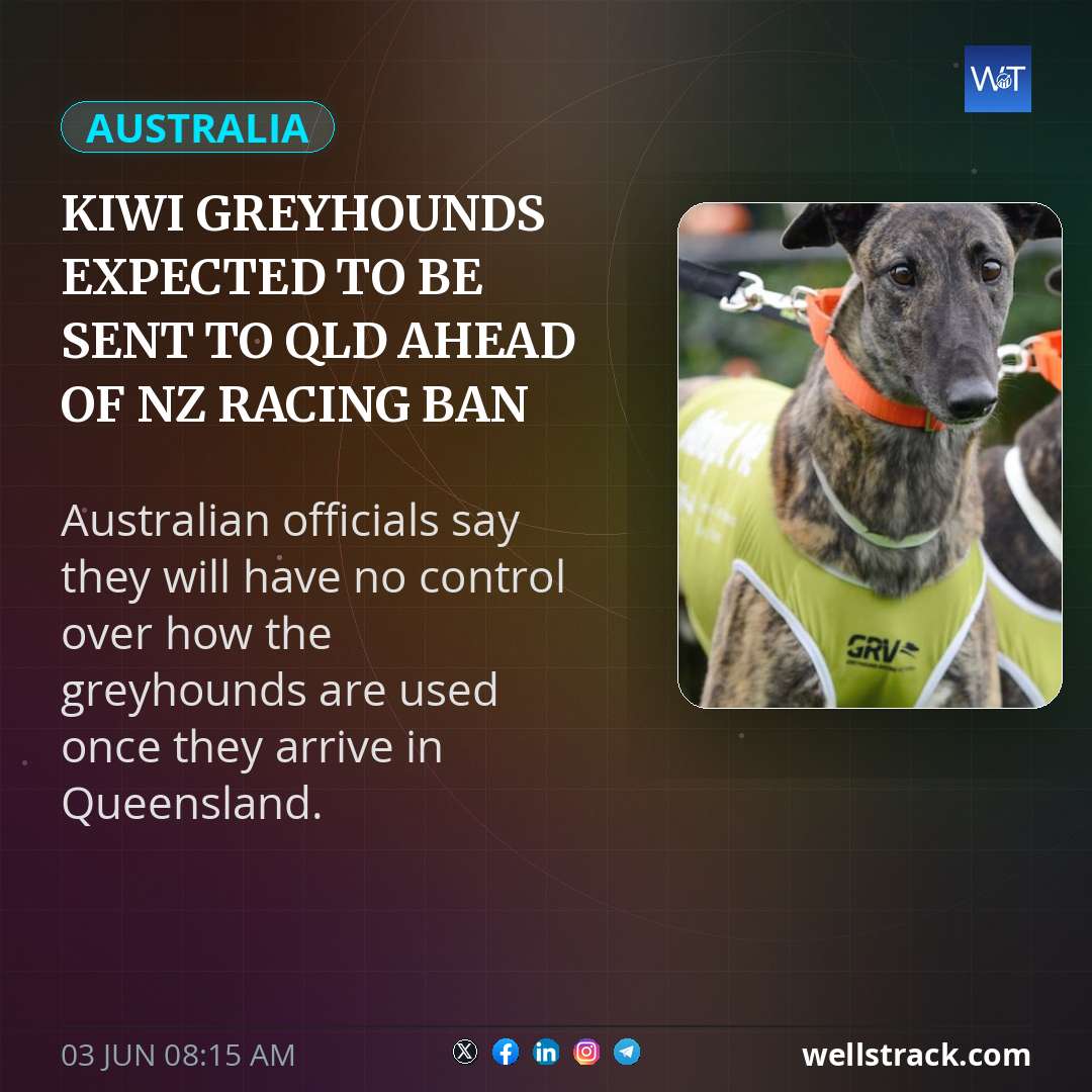 Kiwi greyhounds expected to be sent to Qld ahead of NZ racing ban — WellsTrack
