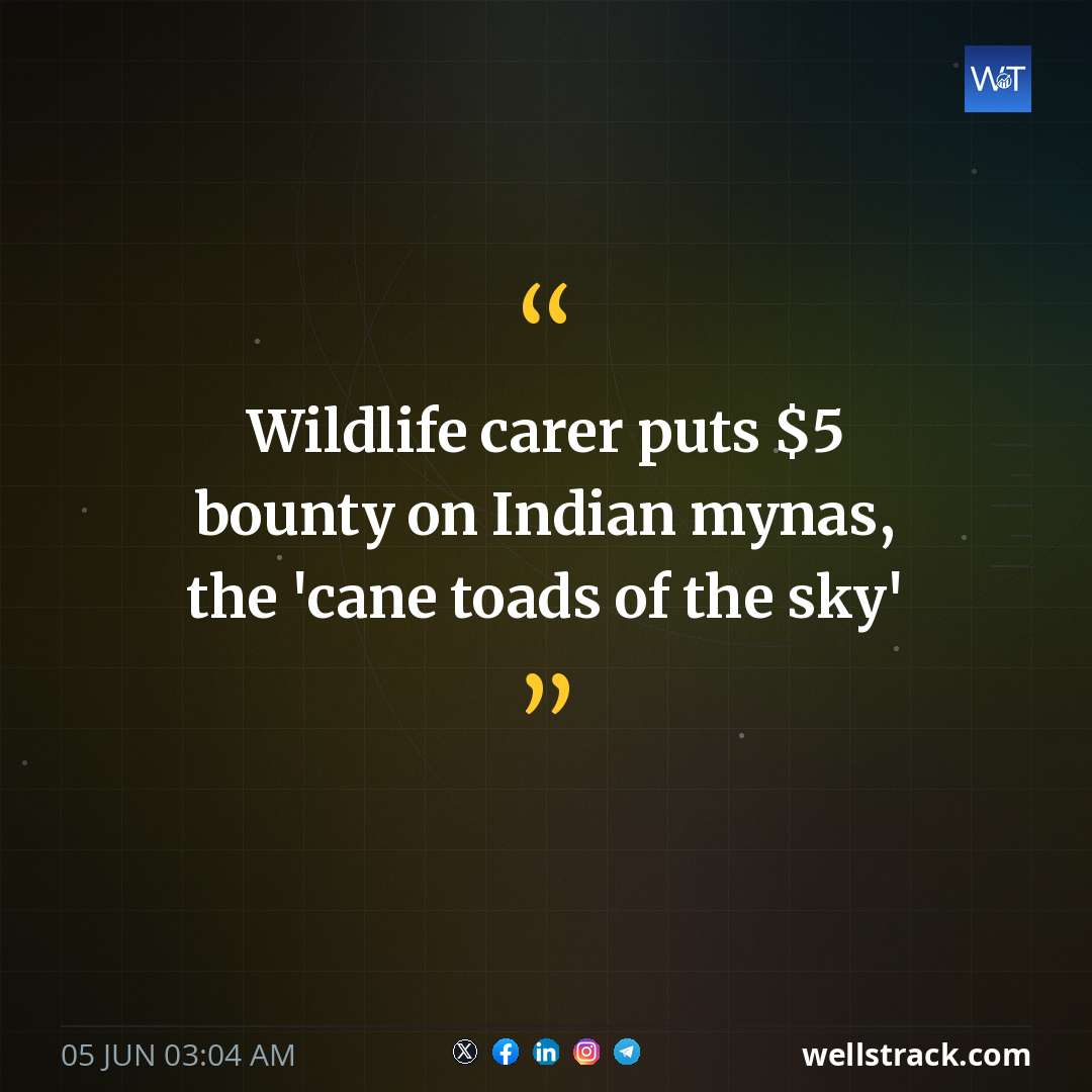 Wildlife carer puts $5 bounty on Indian mynas, the 'cane toads of the sky'