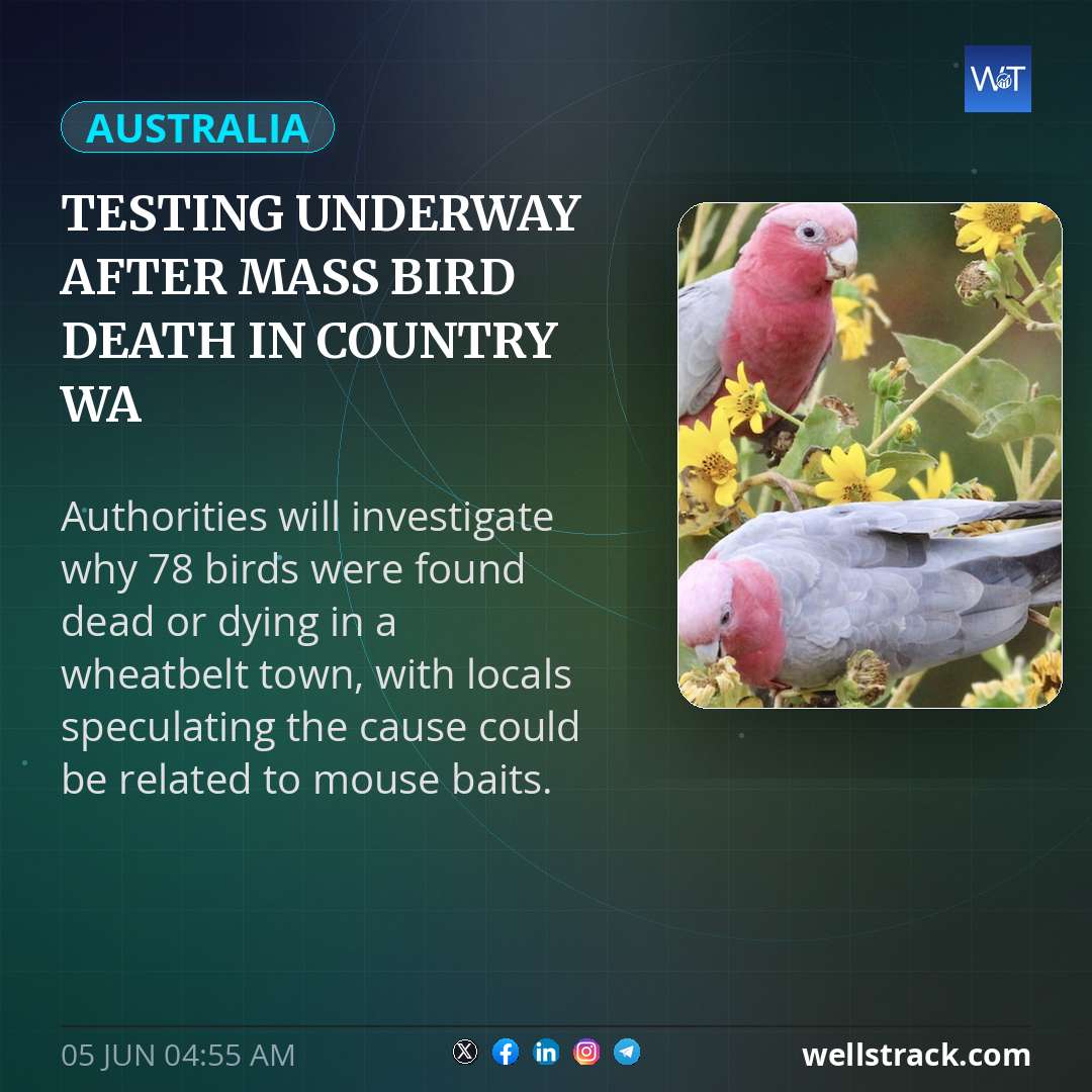 Testing underway after mass bird death in country WA