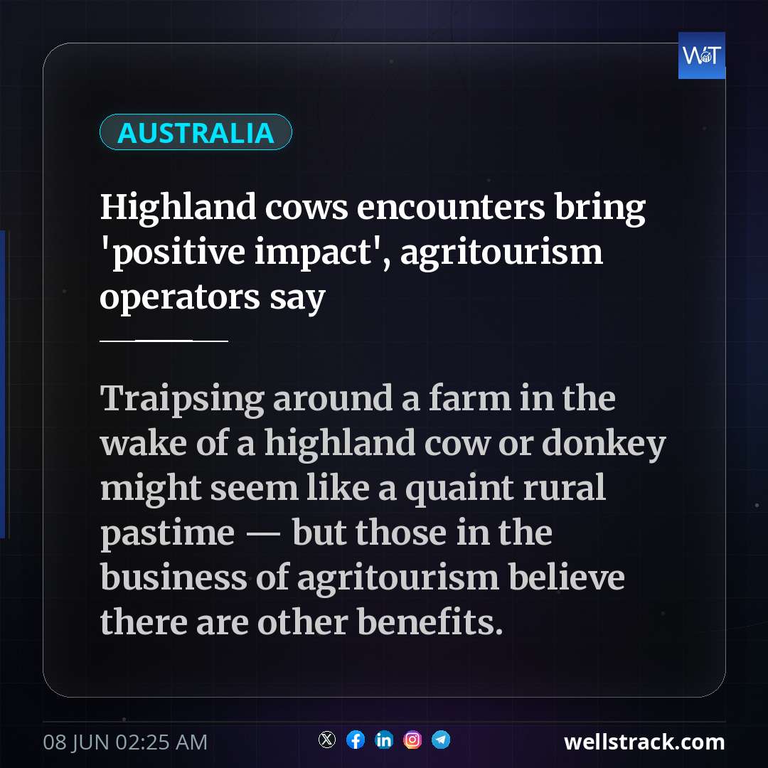 Highland cows encounters bring 'positive impact', agritourism operators say