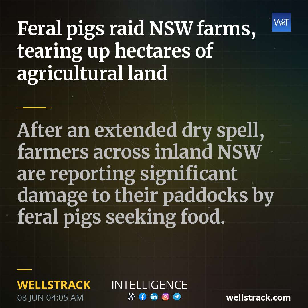 Feral pigs raid NSW farms, tearing up hectares of agricultural land