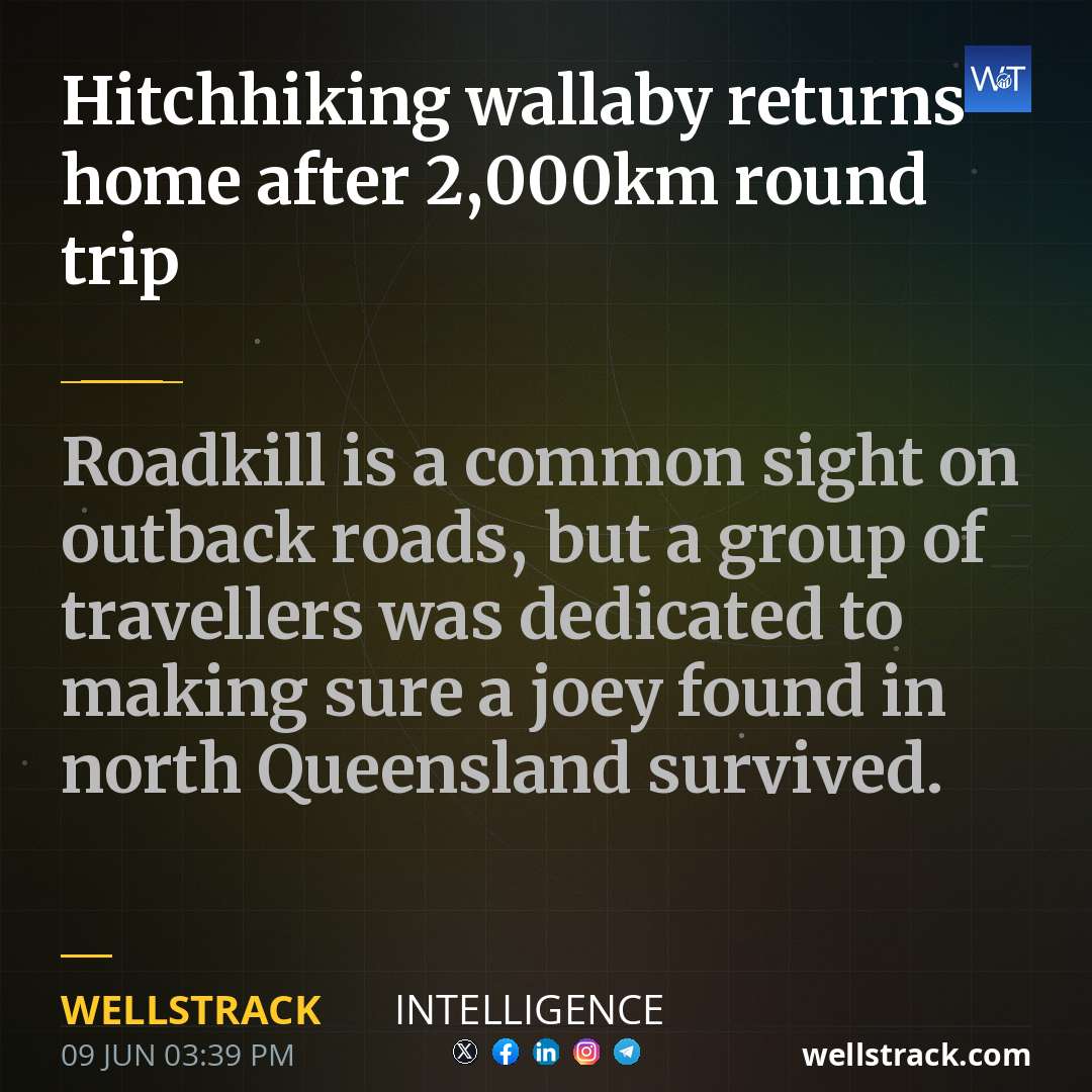 Hitchhiking wallaby returns home after 2,000km round trip — WellsTrack