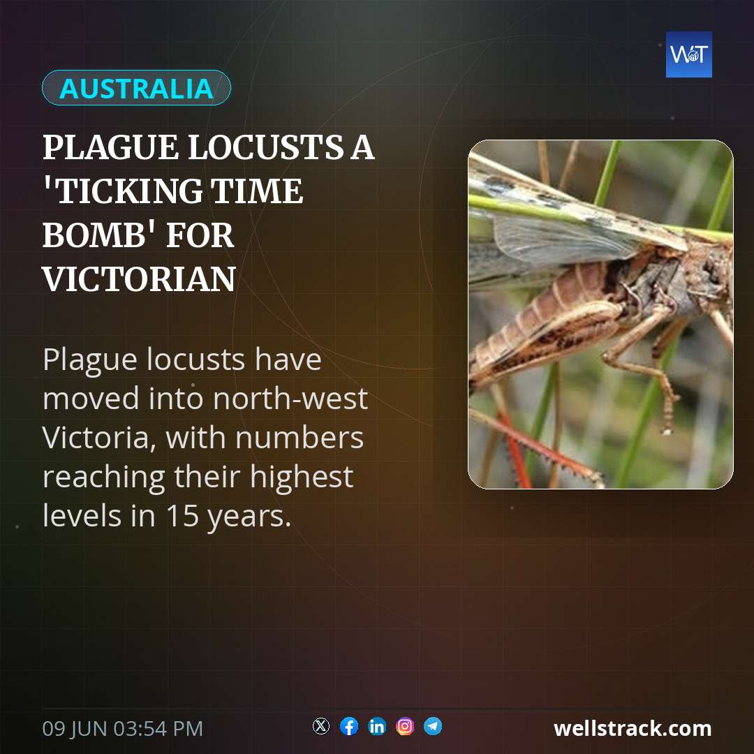 Plague locusts a 'ticking time bomb' for Victorian farmers — WellsTrack