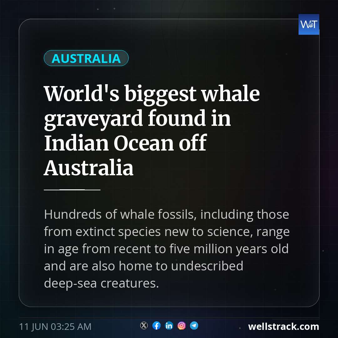 World's biggest whale graveyard found in Indian Ocean off Australia — WellsTrack